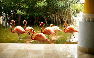Náhled objektu Iberostar Paraiso del Mar, Playa Paraiso (Costa Adeje), Tenerife, Kanárské ostrovy
