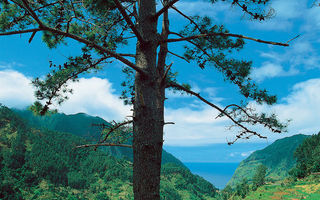 Náhled objektu Sternfahrt / Madeira Panoramico, Funchal, Madeira, Portugalsko