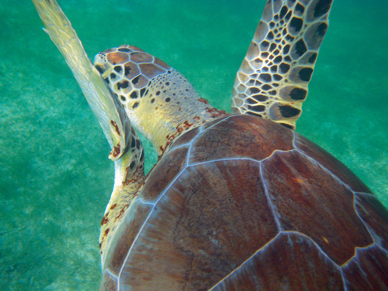 AkumalBay Beach & WellnessResort