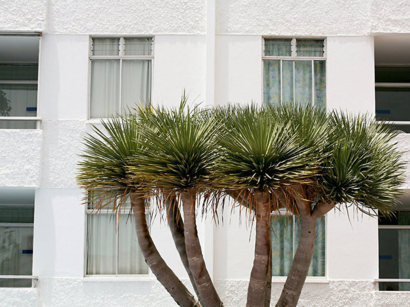 Appartements Tamaragua