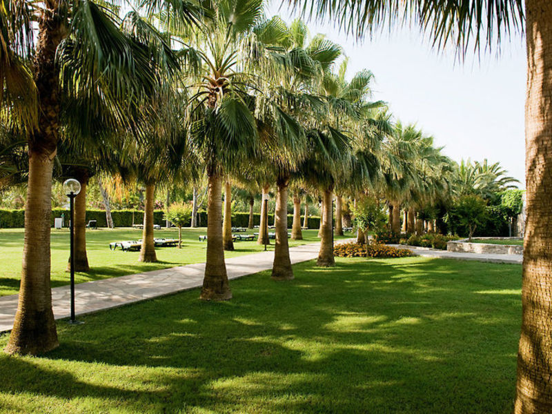 Barut Arum