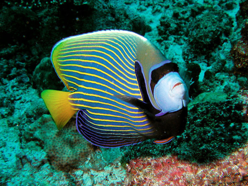 Constance Moofushi Resort