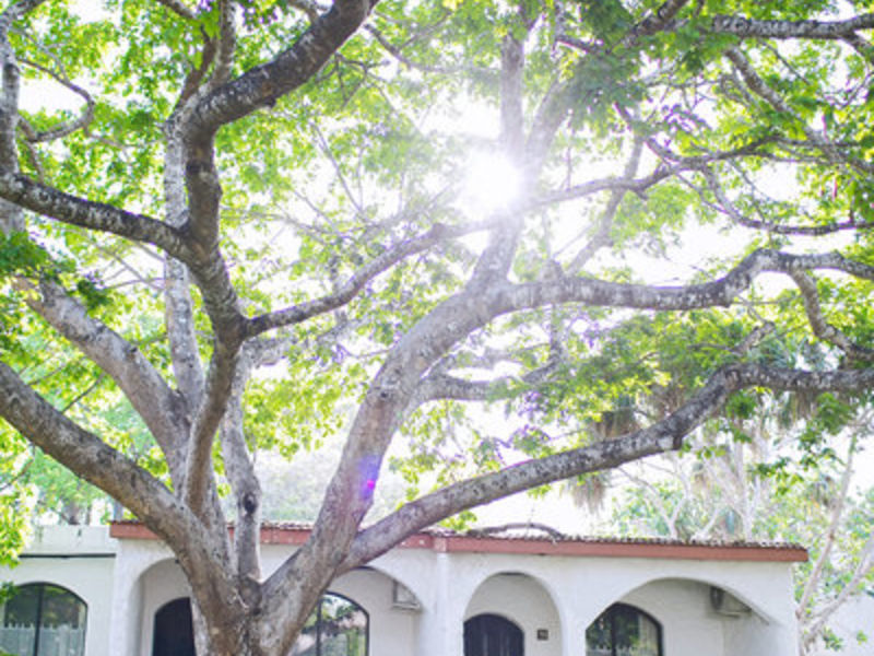 Diani Sea Lodge - Bahari