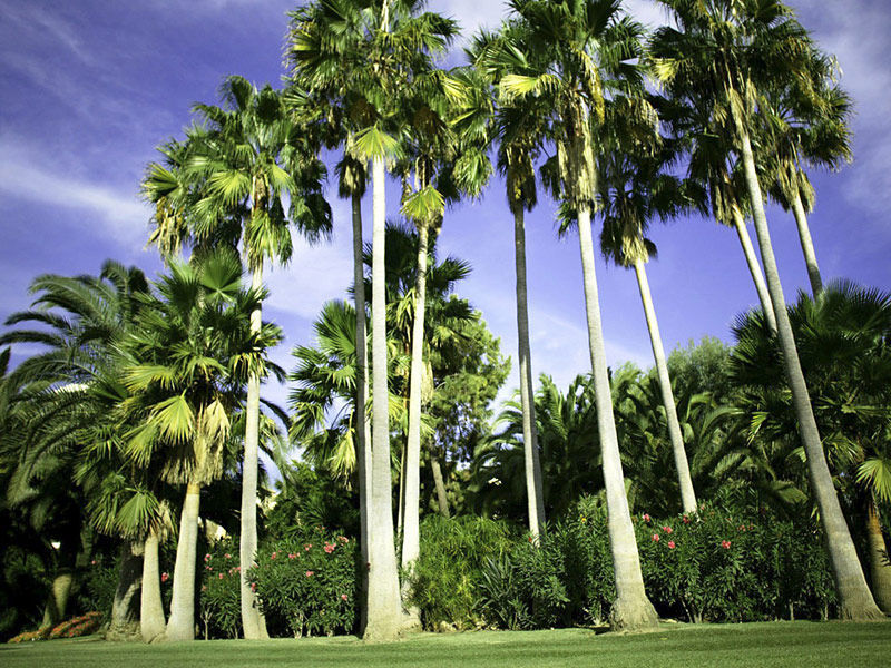 Don Carlos Leisure Resort & Spa