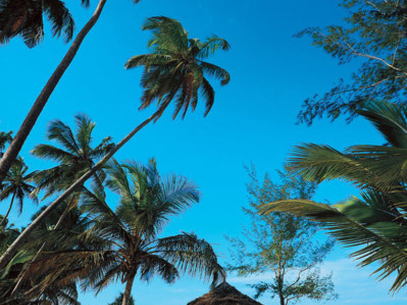 Dream of Zanzibar
