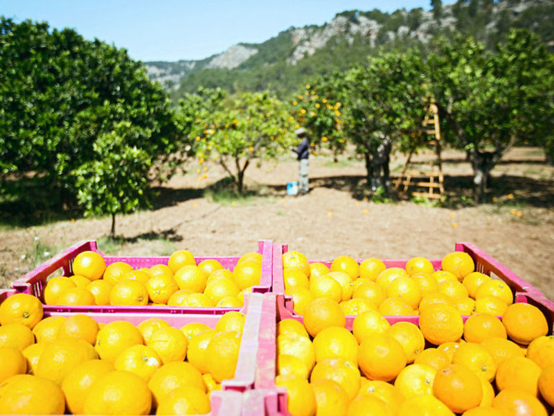 Finca Ca N'Ai
