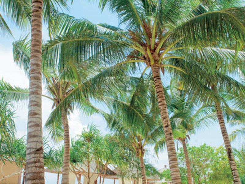 Melia Zanzibar