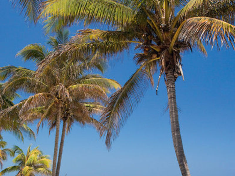 Mercure Hotel Cuatro Palm