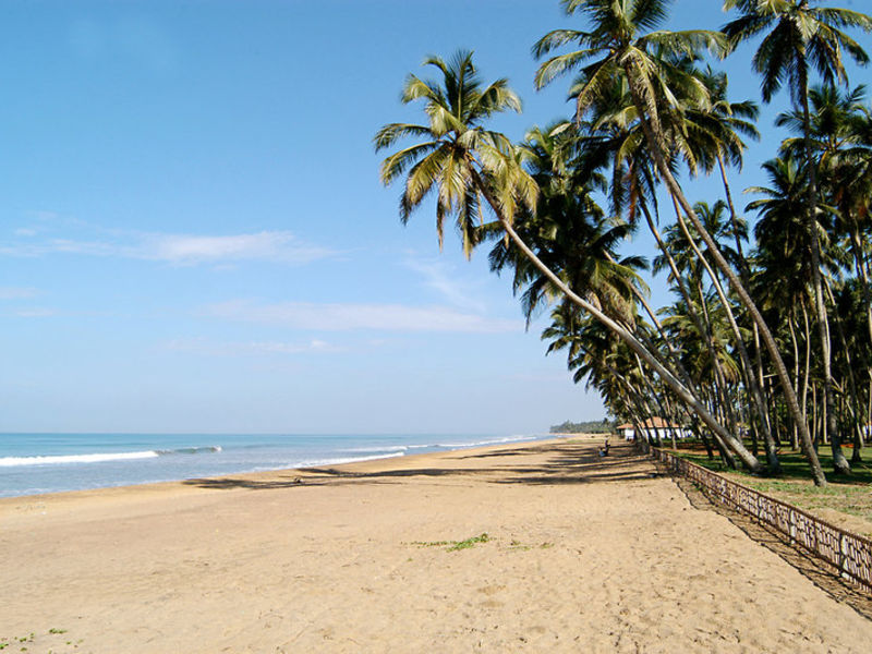 Royal Palms