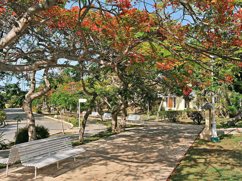 Sol Palmeras