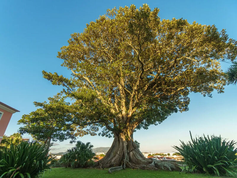 Solar Dos Cantos Botanic House & Garden