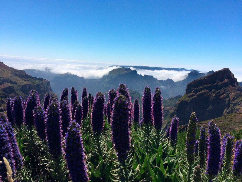 Sternfahrt / Madeira Panoramico