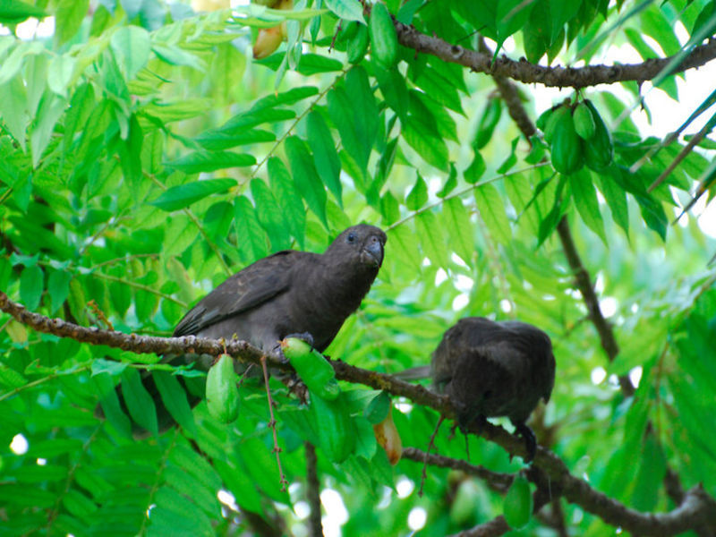 The Islander's Guest House